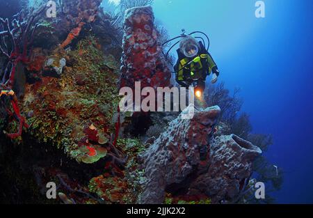 Le plongeur de plongée regarde les éponges géantes de barrel (Xestospongia testudinaria) dans un récif de corail des caraïbes, Roatan, Bay Islands, Honduras, Caraïbes Banque D'Images