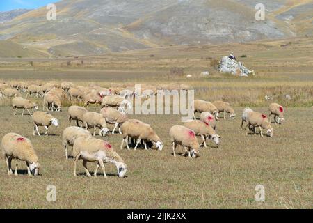 Moutons paître dans la prairie dans les Alpes italiennes, Italie Banque D'Images