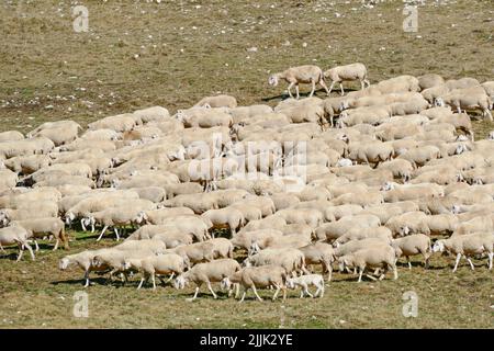 Moutons paître dans la prairie dans les Alpes italiennes, Italie Banque D'Images