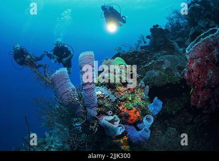 Plongée sous-marine à une éponge de vase d'azur (Callyspongia plicifera), récif de corail des caraïbes à Roatan, Bay Islands, Honduras, Caraïbes Banque D'Images