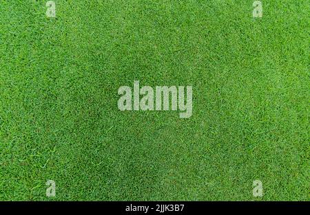 Fond de texture d'herbe verte. Terrain de golf. Vue de dessus de l'herbe verte de pelouse texture de fond. Pelouse sur le terrain de golf. Terrain de sport. Banque D'Images
