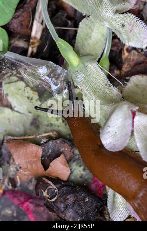 Slug traversant la corbeille à Amsterdam, pays-Bas 22-7-2022 Banque D'Images