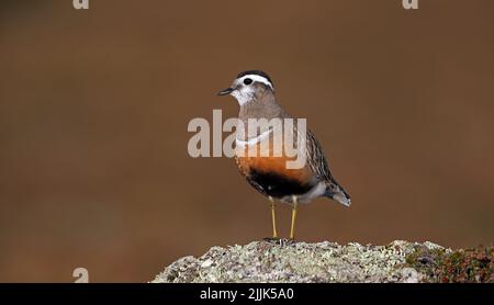 Dotterel eurasien, Charadrius morinellus dans le plumage de reproduction Banque D'Images