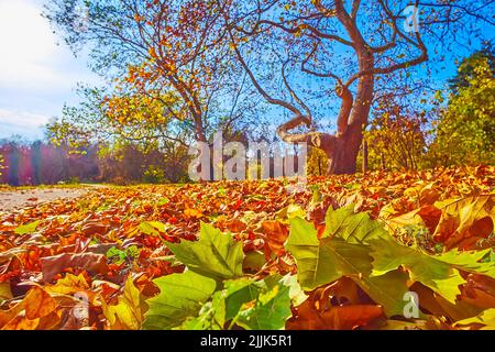 Gros plan du feuillage d'automne vert et rouge sec dans le bosquet sycomore du jardin botanique de Kiev, Ukraine Banque D'Images