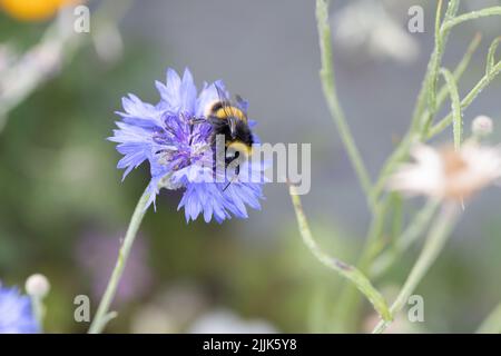 Bumble Bee collectant le nectar d'une plante de fleur bleue Banque D'Images