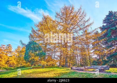 Le parc de conifères de Kyiv jardin botanique avec des larches jaunes, des thujas vertes et des spruces en arrière-plan, Ukraine Banque D'Images