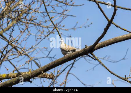 Vue à angle bas d'une colombe eurasienne à assemblage sur la branche de l'arbre Banque D'Images