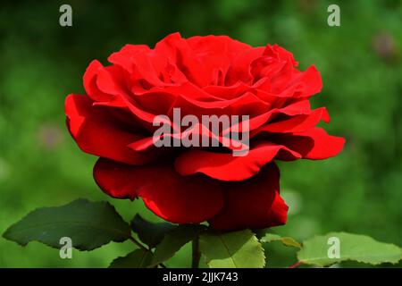 Gros plan d'une fleur de rose rouge dans un jardin sur un fond flou Banque D'Images