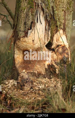 Plan vertical d'un tronc d'arbre brisé Banque D'Images