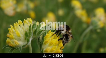 Ulcère de fleur cicatrisation de blessure ou ulcère commun, ou Cinder ou Lièvre, ou le Parver de lièvre jaune est une plante herbacée, la famille des légumineuses Banque D'Images