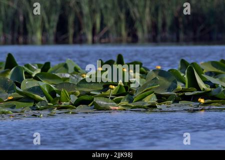 Nénuphar lutea (Nuphar lutea). Roumanie Banque D'Images