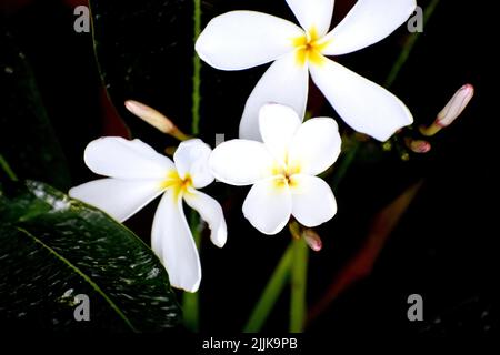 Un gros plan d'un beau bouquet frais de fleurs blanches de la plumeria Banque D'Images