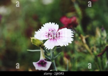 Un gros plan d'une fleur rose de Chine (Dianthus chinensis) dans le jardin Banque D'Images