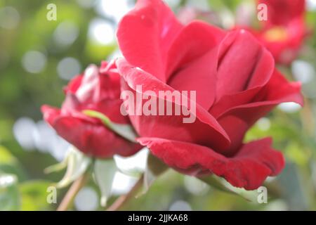 Macrophotographie de Rosebuds. L'été s'épanouit en gros plan. Roses rouges dans le jardin. Pétales de fleurs rouges. Arrière-plan vert. Symbolique de fleurs. Amour. Banque D'Images