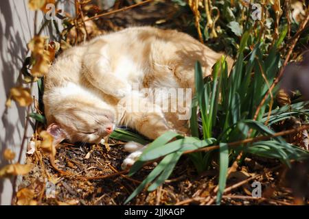 Un gros plan d'un chat au gingembre moelleux qui dormait dans le jardin Banque D'Images