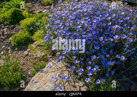 Un gros plan des fleurs de Lobelia dans le champ Banque D'Images