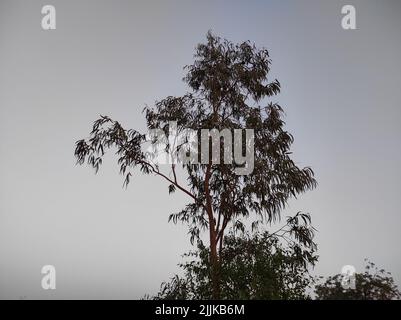 Une vue d'un neem arbre dans sa pleine fleur qui grandit à l'extérieur sous le ciel sombre Banque D'Images