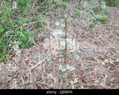 Un gros plan de la petite ironadventie (Cyanthillium Cinereum), buisson de fleur qui pousse dans le désert avec de l'herbe et des branches sur le fond Banque D'Images