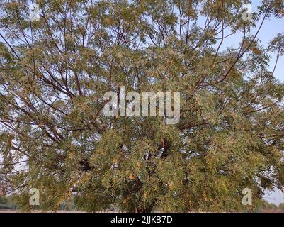 Une vue d'un neem arbre dans sa pleine fleur qui grandit à l'extérieur sous le ciel bleu Banque D'Images