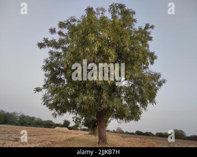 Une vue d'un neem arbre dans sa pleine fleur qui grandit à l'extérieur dans une zone de plaine avec des branches étalées Banque D'Images