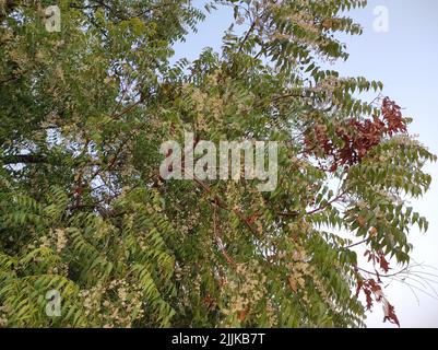 Une vue d'un neem arbre dans sa pleine fleur qui grandit à l'extérieur sous le ciel bleu Banque D'Images