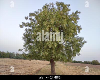 Une vue d'un neem arbre dans sa pleine fleur qui grandit à l'extérieur dans une zone de plaine avec des branches étalées Banque D'Images