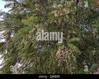 Une vue d'un neem arbre dans sa pleine fleur qui grandit à l'extérieur sous le ciel bleu Banque D'Images