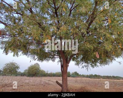 Une vue d'un neem arbre dans sa pleine fleur qui grandit à l'extérieur dans une zone de plaine avec des branches étalées Banque D'Images