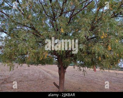 Une vue d'un neem arbre dans sa pleine fleur qui grandit à l'extérieur dans une zone de plaine avec des branches étalées Banque D'Images