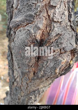 Un cliché vertical d'un vieux écorce d'arbre avec des textures différentes à la lumière du jour Banque D'Images