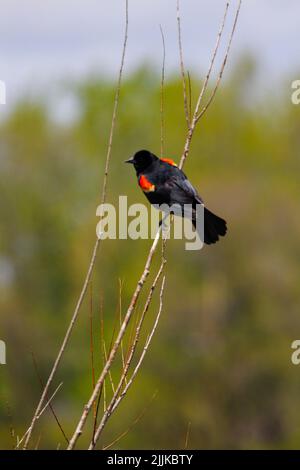 Photo verticale d'un blackbird ailé de rouge perché sur une branche sur un fond flou Banque D'Images