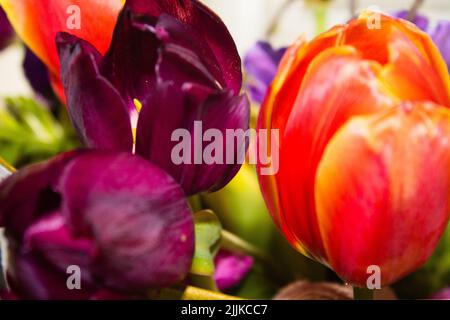 Un gros plan de tulipes colorées dans un bouquet Banque D'Images