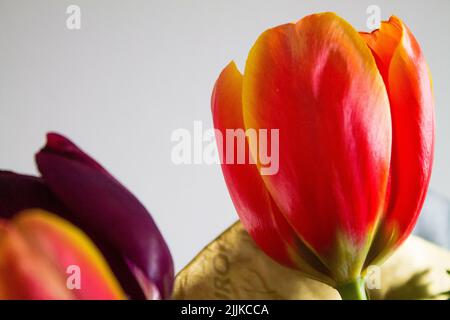 Un gros plan d'un beau et coloré tulipes dans un bouquet Banque D'Images