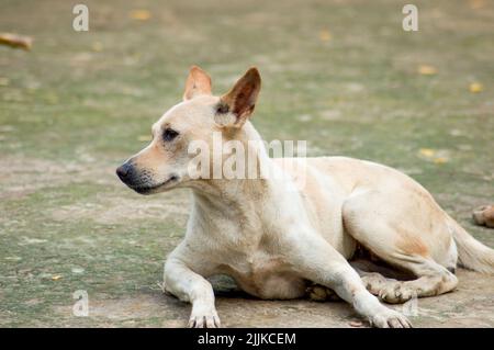 Un gros plan d'un chien solitaire errant allongé sur le sol et regardant loin Banque D'Images