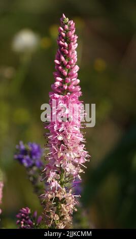 Fleurs Veronica Spiky est une plante herbacée vivace, une espèce du genre Veronica, la famille Plantain Banque D'Images