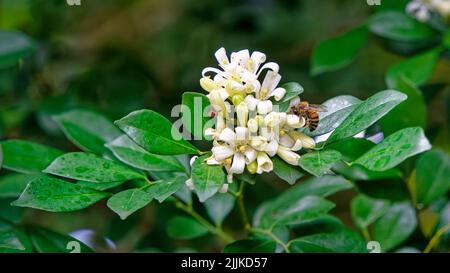 Une abeille collectant le pollen de jasmin orange en fleurs Banque D'Images