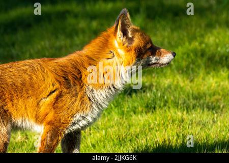Un renard sur la pelouse d'un jardin de banlieue un après-midi ensoleillé. Vulpes vulpes Banque D'Images