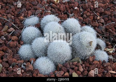 Un gros plan de cactus à deux épins qui poussent dans le jardin entouré de graviers rouges pendant la journée Banque D'Images