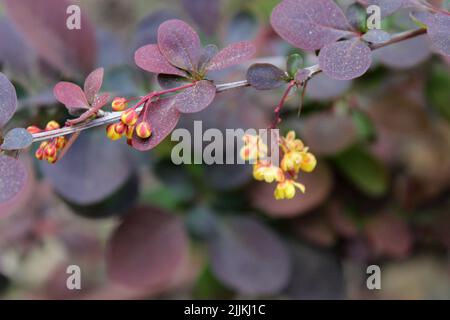 Un petit cliché des bourgeons de barronniers japonais se blotant dans le jardin lors d'une journée ensoleillée avec un arrière-plan flou Banque D'Images