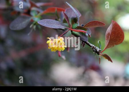 Un petit cliché des bourgeons de barronniers japonais se blotant dans le jardin lors d'une journée ensoleillée avec un arrière-plan flou Banque D'Images