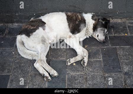 Un gros plan d'un chien de rue qui dormait sous le mur de la rue Banque D'Images