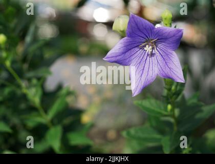 Vue rapprochée de la Campanula pourpre moyenne également connue sous le nom de Canterbury Bells fleurs. Banque D'Images