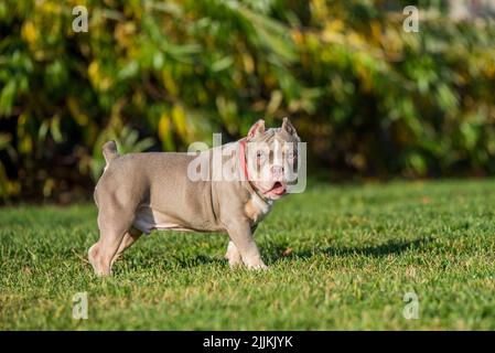 Un chien de poche de couleur lilas américain Bully Puppy marche. Banque D'Images