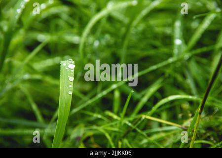 Un gros plan de l'herbe verte fraîche avec des gouttes d'eau. Banque D'Images