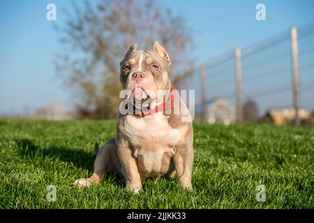 Un chien de poche américain Bully Puppy assis sur l'herbe Banque D'Images