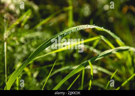 Un gros plan de l'herbe verte fraîche avec des gouttes d'eau. Banque D'Images