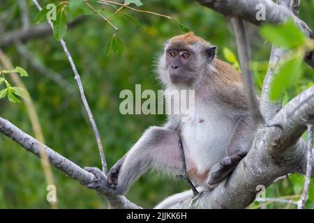 Un gros plan d'un singe macaque à longue queue assis sur un mangrove Banque D'Images