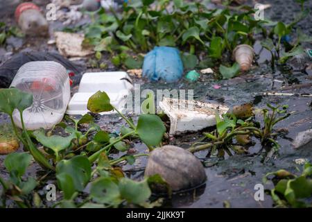 Un gros plan de déchets et de petites plantes dans la rivière. Concept de pollution de l'environnement Banque D'Images