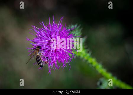 Abeille debout sur une fleur de chardon violet sur fond vert flou Banque D'Images