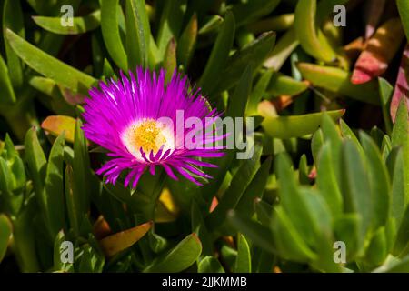 Carpobrotus, communément connu sous le nom de pigface, plante de glace, figue aigre, figue Hottentot et myrtille. Carpobrotus glaucescens fleurs, gros plan Banque D'Images